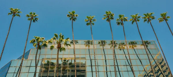 カリフォルニア州ハリウッド ヤシの木と近代的なガラスの建物 背景に澄んだ青い空 — ストック写真