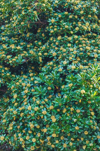 Madeira Queijo Japonesa Também Conhecida Como Pittosporum Japonês Bela Árvore — Fotografia de Stock