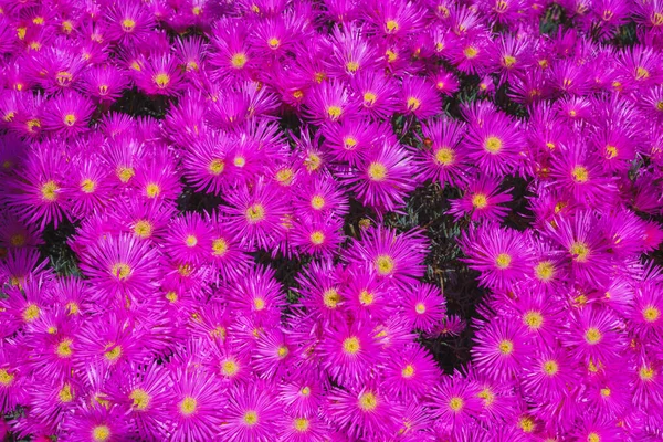 stock image The hardy ice plant (Delosperma cooperi), succulent that blooms with bright purple to pink flowers close-up on a bright sunny day, California