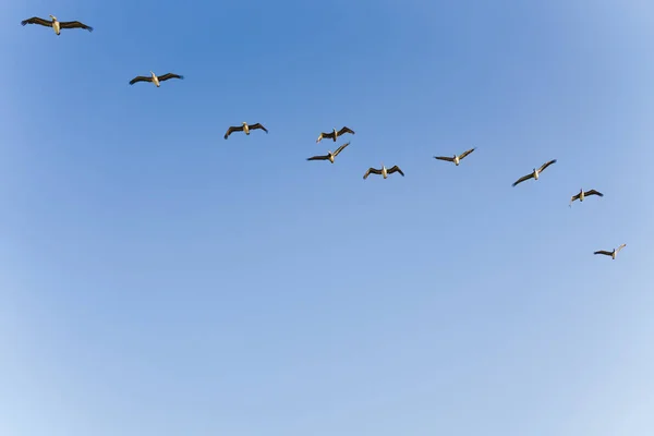 Rebanho Pelicanos Marrons Voando Uma Formação Céu Azul Claro Fundo — Fotografia de Stock