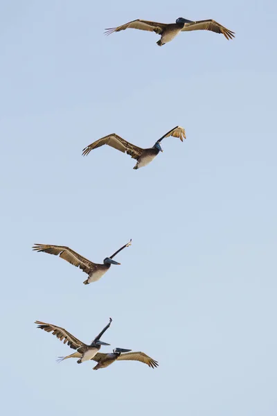 Manada Pelícanos Marrones Volando Formación Cielo Azul Claro Fondo Copia —  Fotos de Stock