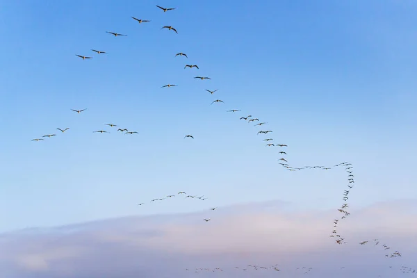 形成に飛んでいる茶色のペリカンの群れと背景の澄んだ青い空 テキストのためのスペースをコピー — ストック写真