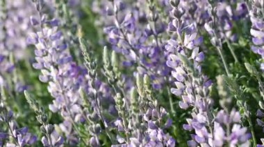 Gümüş Lupine Lupinus Argenteus yakın plan. Gün batımında güzel kır çiçekleri açık yeşil arka planda bulanık