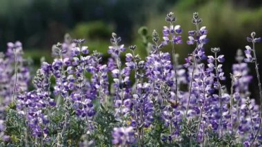 Gümüş Lupine Lupinus Argenteus yakın plan. Gün batımında güzel kır çiçekleri açık yeşil arka planda bulanık