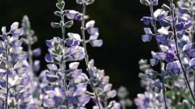 Gümüş Lupine Lupinus Argenteus yakın plan. Gün batımında güzel kır çiçekleri açık yeşil arka planda bulanık