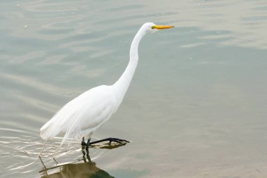 Beyaz balıkçıl, Büyük Egret, sahil boyunca yürüyor. Huzurlu vahşi yaşam sahnesi