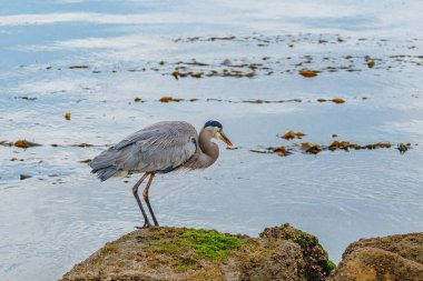 Sahilde açık mavi arkaplanlı büyük mavi balıkçıl. Morro Körfezi, Kaliforniya