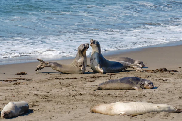 Sellos Playa Con Hermoso Mar Azul Fondo California —  Fotos de Stock