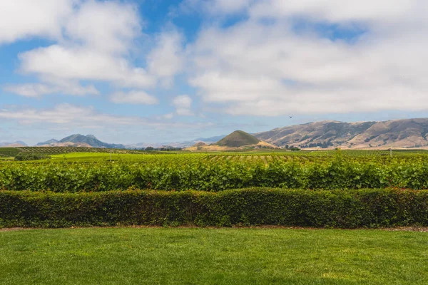 Kaliforniens Vingårdar Vineyard Landskap Edna Dal Berg Och Molnig Himmel — Stockfoto