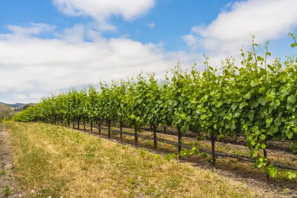 Californische Wijngaarden Wijngaard Landschap Edna Vallei Bergen Bewolkte Lucht Achtergrond — Stockfoto