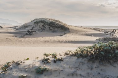 Kuru bitkiler, dağlar ve arka planda bulutlu gökyüzü olan kum tepeleri, Kaliforniya