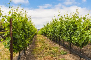 Kaliforniya üzüm bağları. Üzüm bağı manzarası Edna Vadisi, dağlar ve arka planda bulutlu gökyüzü, Orta Kaliforniya