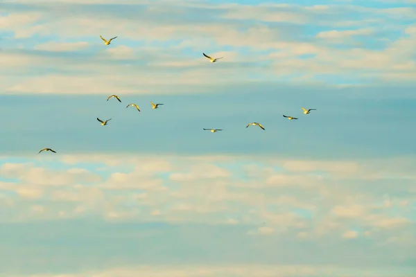 Облачное Небо Силуэт Летающих Птиц Сцена Спокойствия Свобода Надежда Концепция — стоковое фото