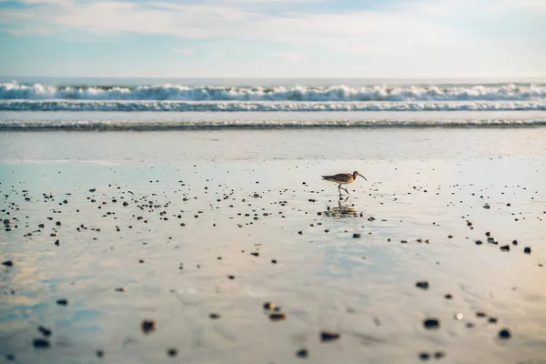 Escena Tranquila Pájaro Caminando Largo Orilla Mar Azul Cielo Nublado —  Fotos de Stock