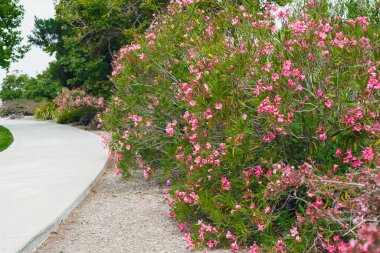 Oleander (Neryum zakkum) tomurcuklandı. Güzel süs bitkisi, çalılık, çekici yıldız şeklindeki çiçekler yıl boyunca çiçek açar.