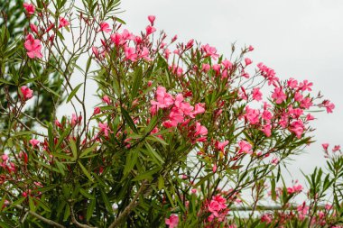 Oleander (Neryum zakkum) tomurcuklandı. Güzel süs bitkisi, çalılık, çekici yıldız şeklindeki çiçekler yıl boyunca çiçek açar.