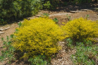 Coleonema Sunset Gold (Cennetin Nefesi), parlak güneşli bir günde bahçeye yakın bir yeşil çalı.