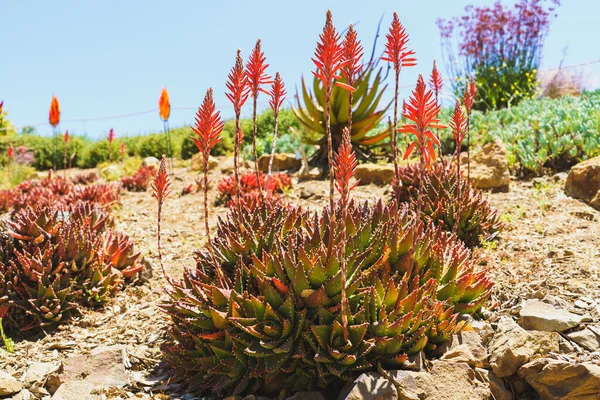 Gold Tooth Aloe in bloom close-up in the garden. Aloe green leaves  can turn orange when stressed or in full sun.