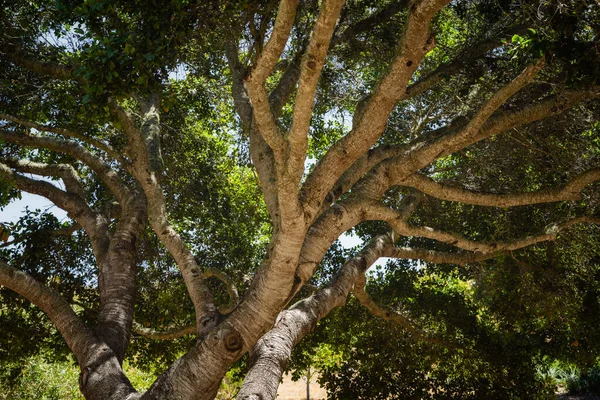 Majestátní Zelený Strom Louce Pohled Zdola — Stock fotografie