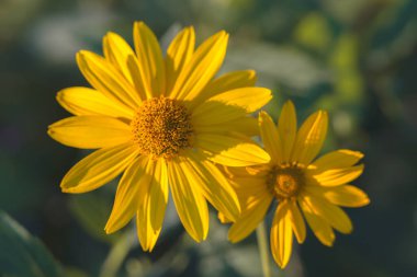 Siyah gözlü Susan (Rudbeckia fulgida 'Goldstrum') çiçekleri bahçeye yakın planda çiçek açar.