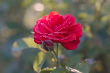 Yaz bahçesinde kırmızı gül. Bir tebrik kartı için güzel bir çiçek resmi