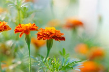 Güneşli günlerde bahçede güzel Marigold çiçekleri açar. Güzel parlak turuncu ve yeşil çiçekli arka plan. Kadife çiçeği (Tagetes erecta, Meksika, Aztek veya Afrika kadife çiçeği))