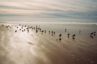 Gün batımında sahilde martılar, güzel bulutlu arka plan, Kaliforniya Merkez Sahili