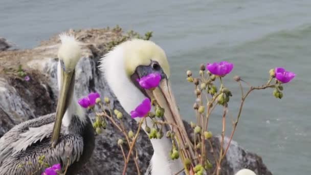 Grupo Pelicanos Sentados Praia Costa Central Califórnia — Vídeo de Stock