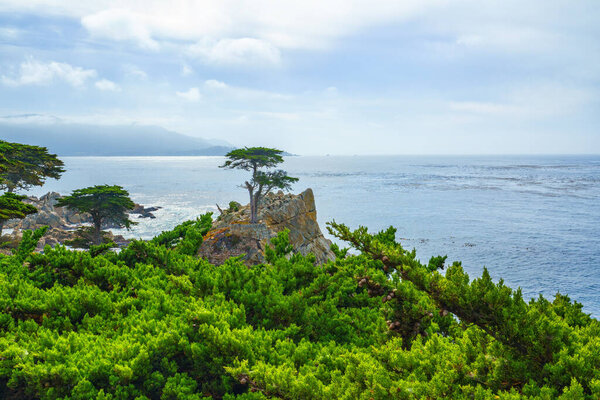 Монтери-Бей, Калифорния, США - 31 октября 2022 года. Одинокий кипарис - это культовое дерево, которое стоит на вершине гранитного обнажения в Пеббл-Бич, между Тихоокеанской рощей и Кармел-би-си