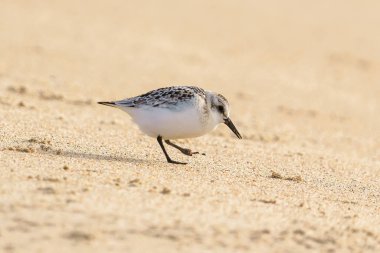Sanderling sahilde yakın plan, California Merkez Sahili