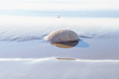Seashell on the beach. Seascape background of empty sand beach, seashell, and blue ocean waves. Summer, vacation concept, copy space for the text
