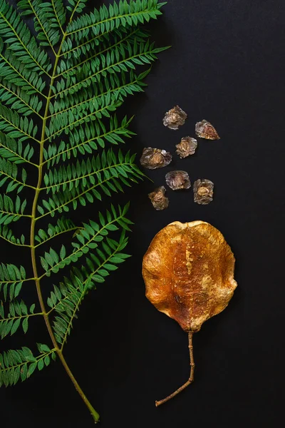 Jacaranda tree leaf, seeds and seed pods close-up isolated on a black background, flat lay with a copy space