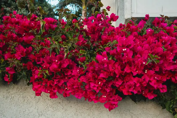 Bougainvillea vines cascade down a house wall. Colorful ornamental vines in full bloom close-up
