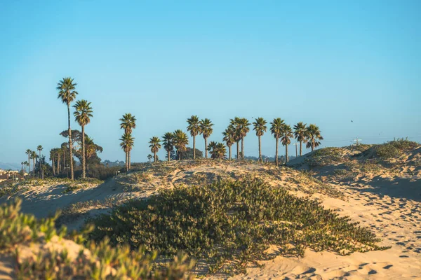 Sand dunes , palm trees, and a blue sky in the background, California landscape, copy space