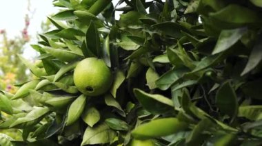 Ağaçtaki portakallar. Olgunlaşmamış meyveler güzel yumuşak bir arka planla kapanır.