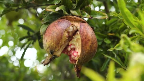 Fruta Roja Granada Madura Agrietada Partida Árbol Momento Cosecha — Vídeos de Stock