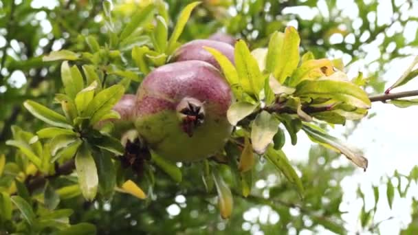 Árbol Granada Con Fruta Fresca Granada Madura Jardín — Vídeos de Stock