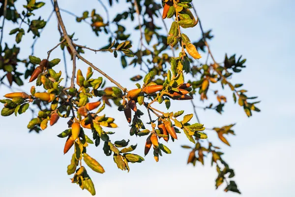 Coast Live Oak (Quercus agrifolia) seeds close-up on a tree branch. Oak tree acorns close-up at sunset