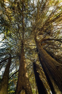 Selvi ağaçları uzun ve heybetli durur, batan güneşin sıcacık parıltısında büyüleyici gölgeler bırakır, alçak açılı manzara