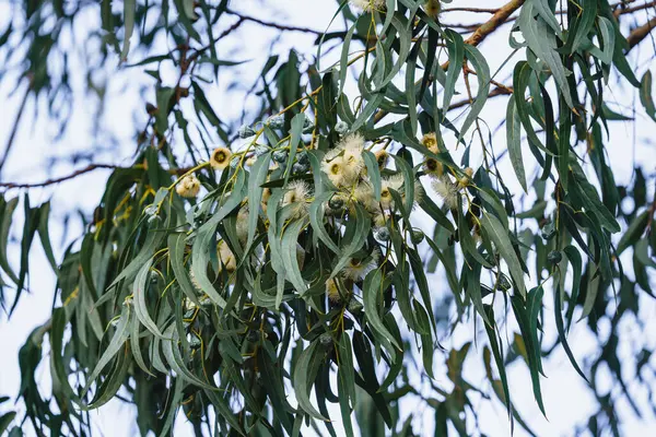 Branch of Eucalyptus tree with gum nuts, the woody fruits of eucalyptus trees in bloom close-up