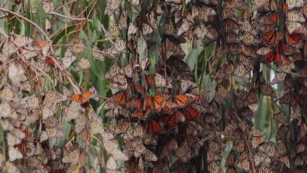 Monarchfalter Sammeln Sich Den Gliedern Majestätischer Eukalyptusbäume Pismo Beach Grove — Stockvideo