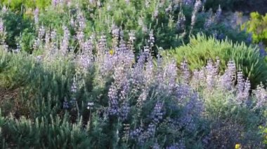 Vahşi yaşam alanı. Çalılar ve kır çiçekleri. Gümüş Lupine Lupinus argenteus kolonisi. Çiçek açmış bezelye mavisi kır çiçekleri gibi güzel.