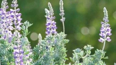 Gümüş Lupine Lupinus argenteus, güzel bezelye gibi mavi kır çiçekleri çiçek açmış.