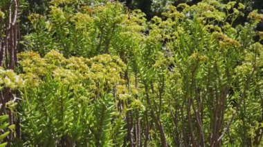 Parlak, güneşli bir günde bahçede çiçek açmış.
