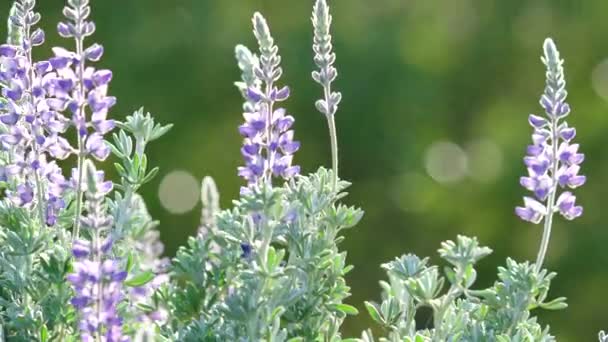 Lupine Prateado Lupinus Argenteus Bonito Ervilha Como Flores Silvestres Azuis — Vídeo de Stock