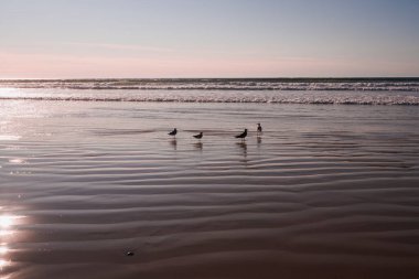 Kumsalda pembe gün batımı, ve kuşların silueti, arkaplanda berrak gökyüzü, metin için boşluk kopyala