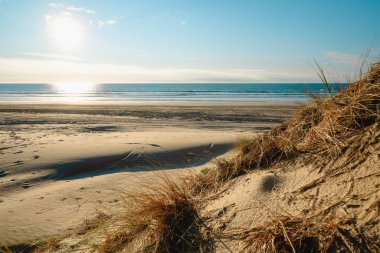 Kum tepeleri ve güneşli bir günde sahildeki yerel bitkiler ve arka planda açık mavi gökyüzü, Kaliforniya kıyı şeridi.