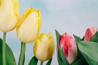 Tulips and light blue sky in the background. Beautiful floral background with yellow and pink tulips close-up, copy space for the text