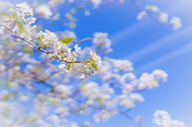 Pear tree blossom, beautiful blurred floral background. Branch of tree with small white flowers in bloom. Springtime, Summer contest, copy space