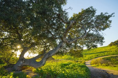 Oak trees on a meadow with sun shining through branches, clear blue sky in the background